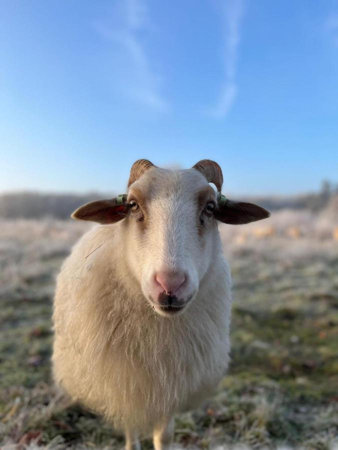 Wapen Van Exloo Bagian luar foto
